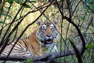 Jaipur: Safari matutino a Sariska con comida y traslados