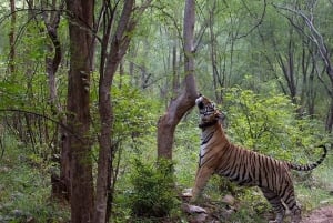 Jaipur: Safari matutino a Sariska con comida y traslados