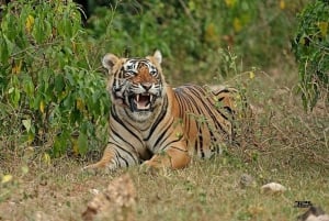 Jaipur: Safari matutino a Sariska con comida y traslados