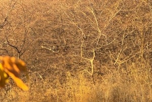 Jaipur: Safari matutino a Sariska con comida y traslados