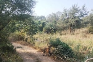 Jaipur: Safari matutino a Sariska con comida y traslados
