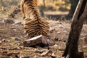 Jaipur: Safari matutino a Sariska con comida y traslados