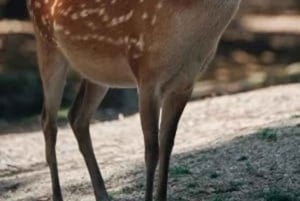 Jaipur: Safari matutino a Sariska con comida y traslados