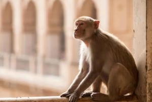 Dżajpur: Poranna wycieczka tuk-tukiem z lokalnym życiem i świątynią: