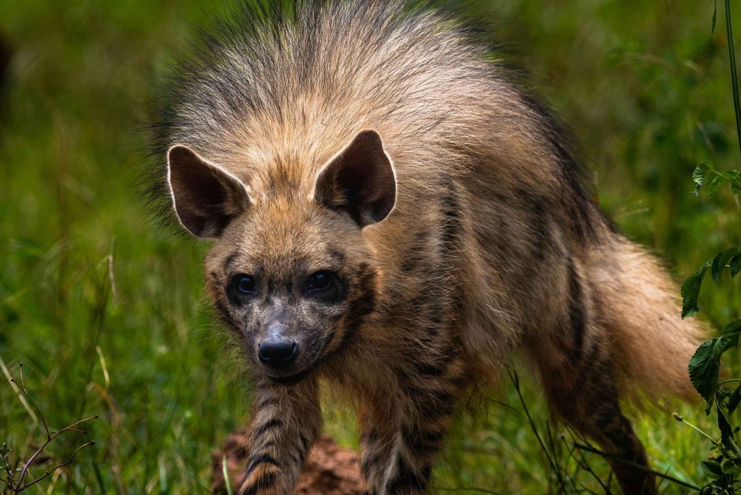 Jaipur: Inngangsbillett til Nahargarh Biological Park