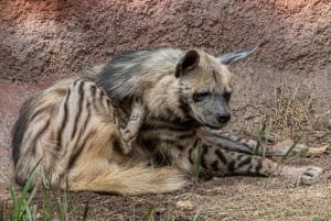 Jaipur: Nahargarh Biological Park Entry Ticket