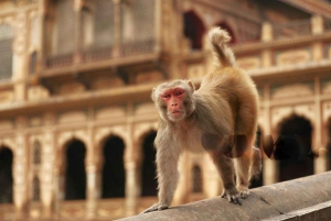 Jaipur: Yökierros Amberissa ja Pink Cityssä avoimella jeepillä
