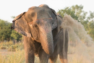 Jaipur: Yksityinen norsujen suojelualue