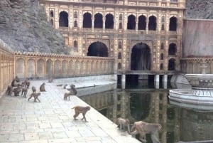 Jaipur: Private Evening Tour W/ Monkey Temple & Local Market