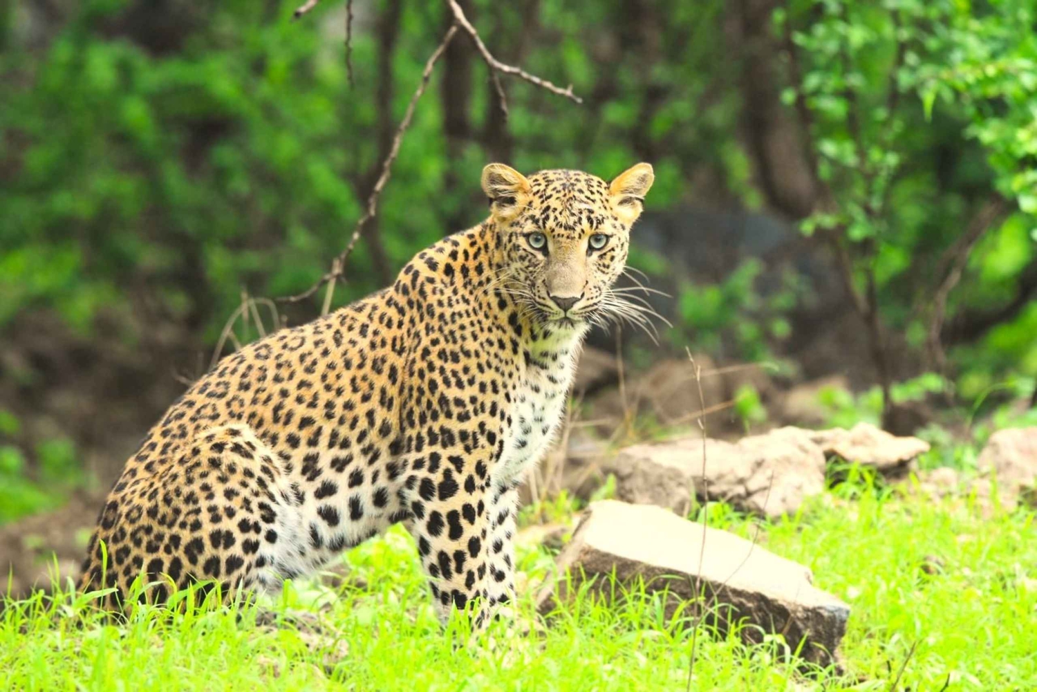 Jaipur: Tour Privado Guiado por el Safari en Leopardo de Jhalana