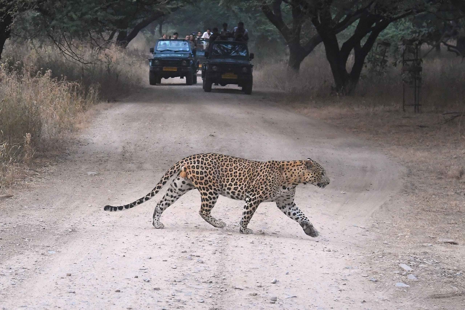 Jaipur: Tour Privado Guiado por el Safari en Leopardo de Jhalana
