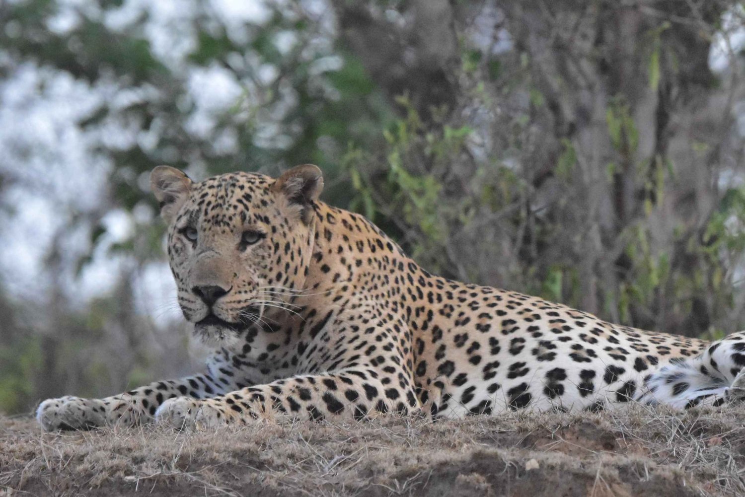 Jaipur: Safari privato con guida alla riserva Leopardi di Amagarh