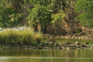 Jaipur: Yksityinen kuljetus Ranthamboren kansallispuistoon / Ranthamboren kansallispuistosta.