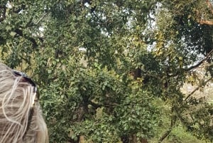 Jaipur: Escursione di un giorno al safari della tigre di Ranthambhore