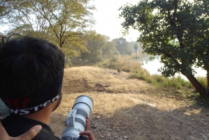 Jaipur: Escursione di un giorno al safari della tigre di Ranthambhore