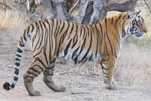 Jaipur: Escursione di un giorno al safari della tigre di Ranthambhore