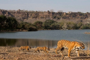 Fra Jaipur: Dagsudflugt til Ranthambore Nationalpark med safari