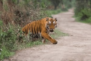 Jaipur: Safari nel parco nazionale di Ranthambore con servizio di prelievo in hotel