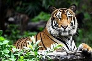 Jaipur: Safari nel parco nazionale di Ranthambore con servizio di prelievo in hotel