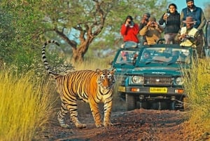 Jaipur: Safari nel parco nazionale di Ranthambore con servizio di prelievo in hotel