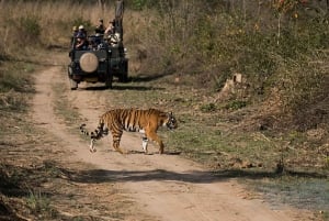 Jaipur: Safari nel parco nazionale di Ranthambore con servizio di prelievo in hotel