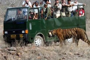 Jaipur: Ranthambore National Park Safari with Pickup