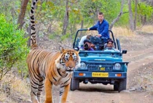 Jaipur: Ranthambore National Park Safari with Pickup