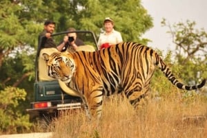 Jaipur: Ranthambore National Park Safari with Pickup