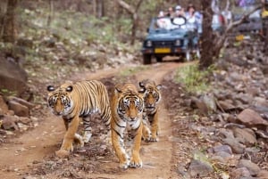 Z Jaipur: Jednodniowa wycieczka do Ranthambore jeepem i safari Canter