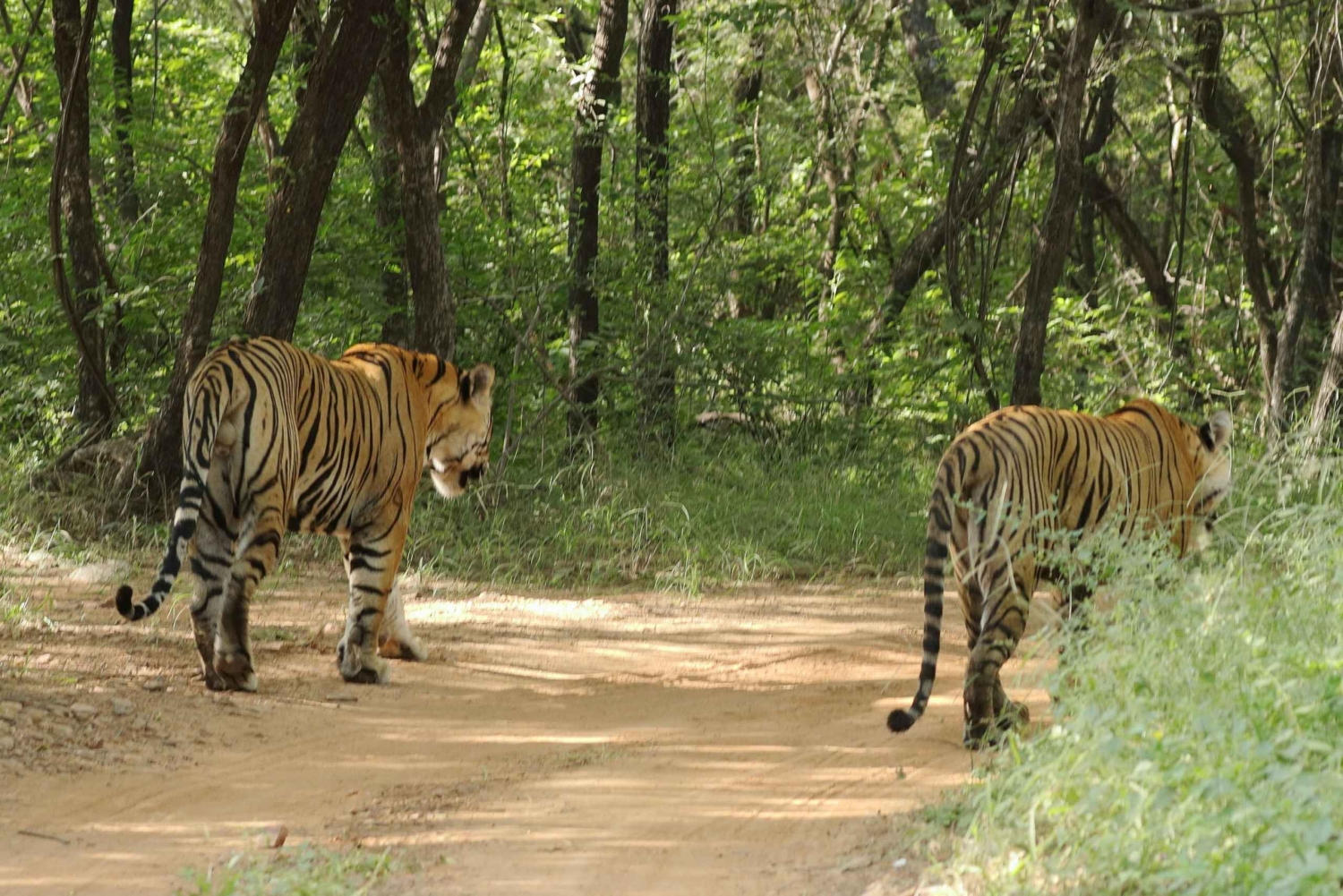 Jaipur: safari a Ranthambore e tour di 2 giorni ad Agra