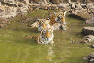 Jaipur: safari a Ranthambore e tour di 2 giorni ad Agra