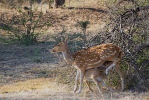Jaipur: safari a Ranthambore e tour di 2 giorni ad Agra