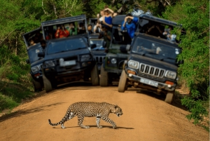 Jaipur: Jhalana Amagarhin leopardisafariretkikohde
