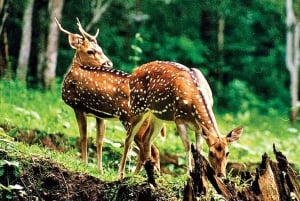 Jaipur: Sariska Safari with Abhaneri Stepwell Stop with meal