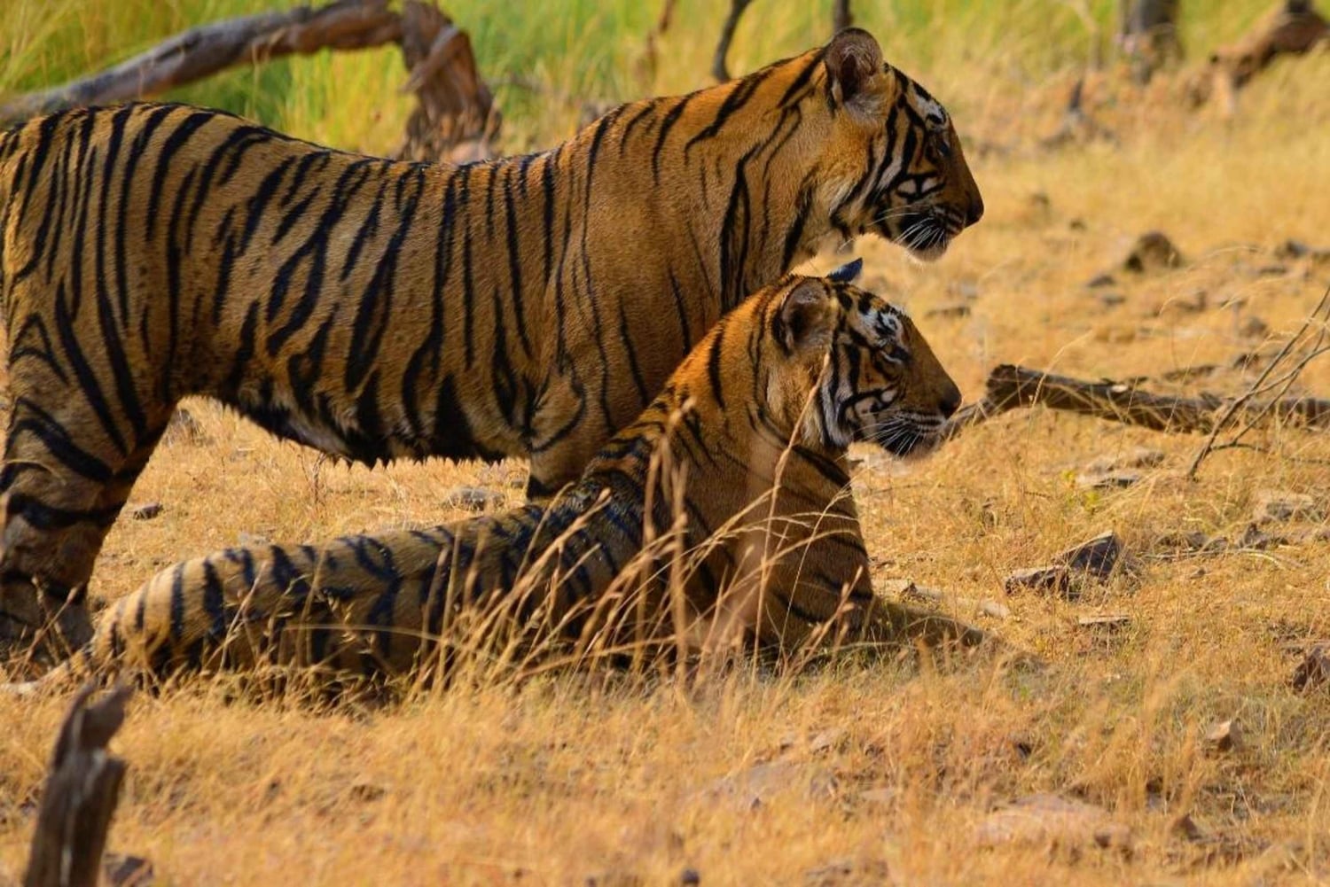 Jaipur: Sariska Tiger Reserve 1 natts safari och transfer