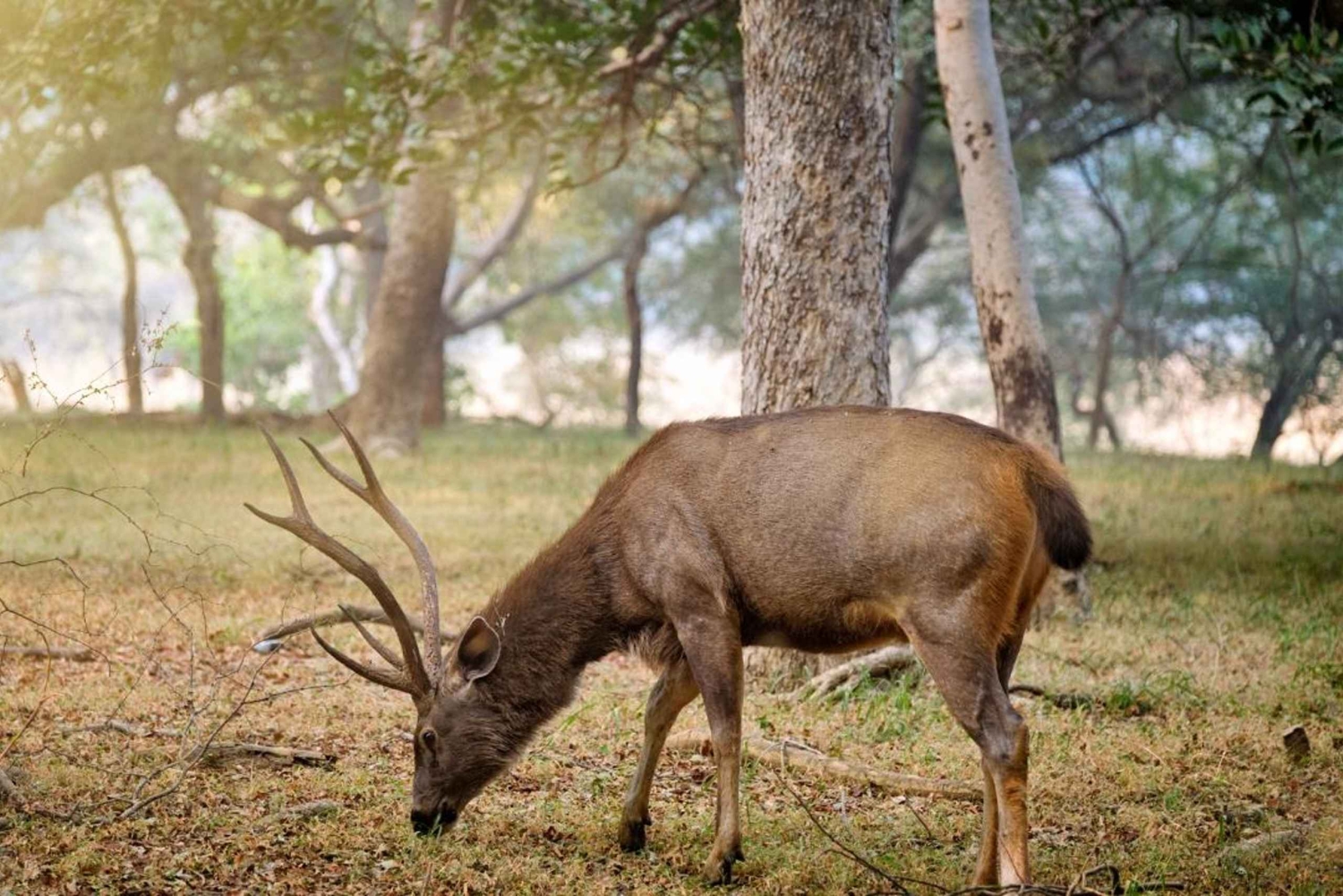 Jaipur: Sariska Tiger Reserve 1 natts safari och transfer