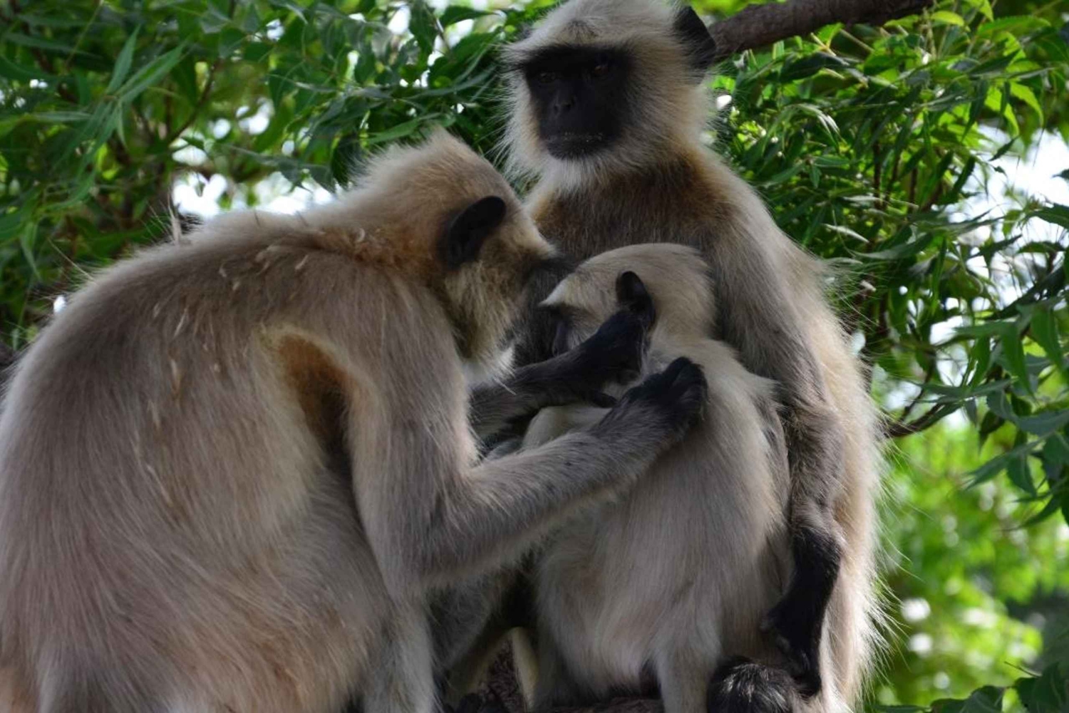 Jaipur: Sariska Tiger Reserve 1 natts safari och transfer