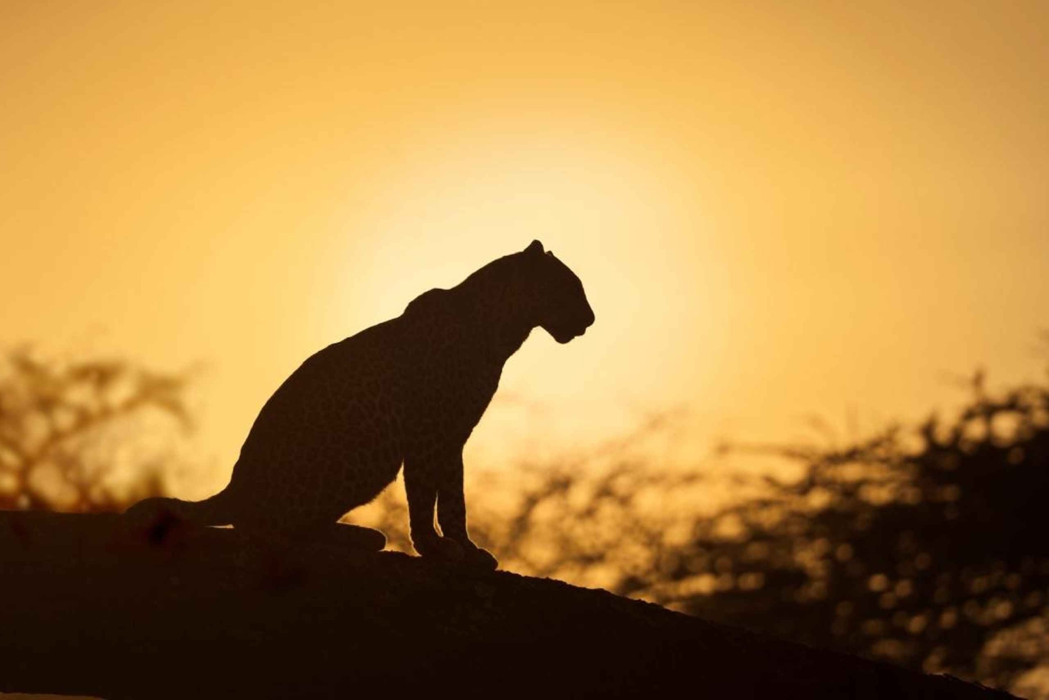 Jaipur: Sariska Tiger Reserve 1 natts safari och transfer