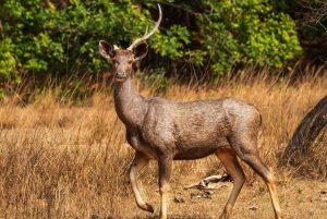 Jaipur: Sariska Tiger Reserve 1 natts safari och transfer