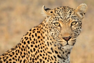 Jaipur: Sariska Tiger Reserve 1 natts safari och transfer