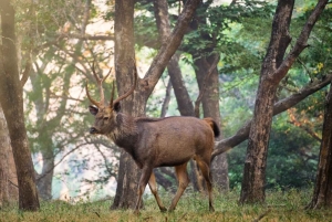 Jaipur: Sariska Tiger Reserve 1 natts safari och transfer