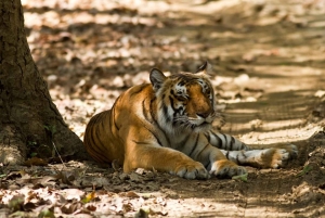 Jaipur: Sariska Tiger Reserve 1 natts safari och transfer
