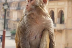 Jaipur sightseeingtur med abetemplet (Galta ji-templet)