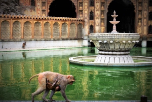 Jaipur: Sightseeingtur med besøk til Galtaji Monkey Temple