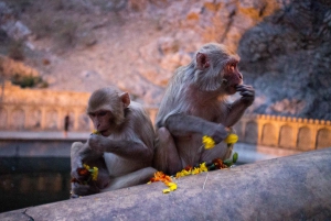 Jaipur: Sightseeingtur med besøk til Galtaji Monkey Temple