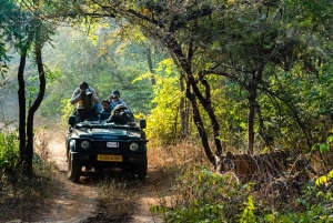 Book Tiger Safari Same Day Tour/Ranthambore Tiger Hub