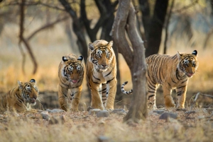Book Tiger Safari Same Day Tour/Ranthambore Tiger Hub