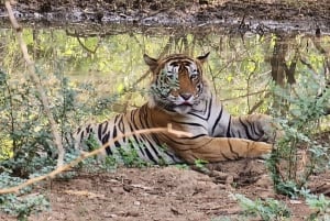 Jaipur to Ranthambore Day trip