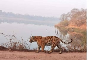 Ranthambore Jungle Safari Trip from Jaipur by Car and Ticket