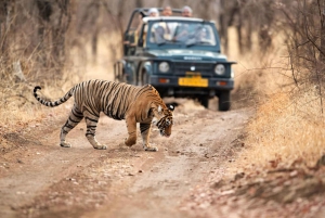 Jaipur to Ranthambore National Park Wildlife Safari